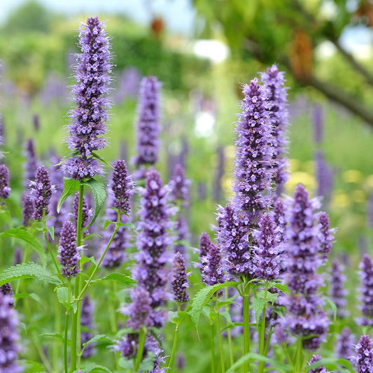 Agastache 'Blackadder'