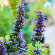 Agastache 'Blue Boa'