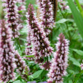 Agastache 'Beelicious Pink'