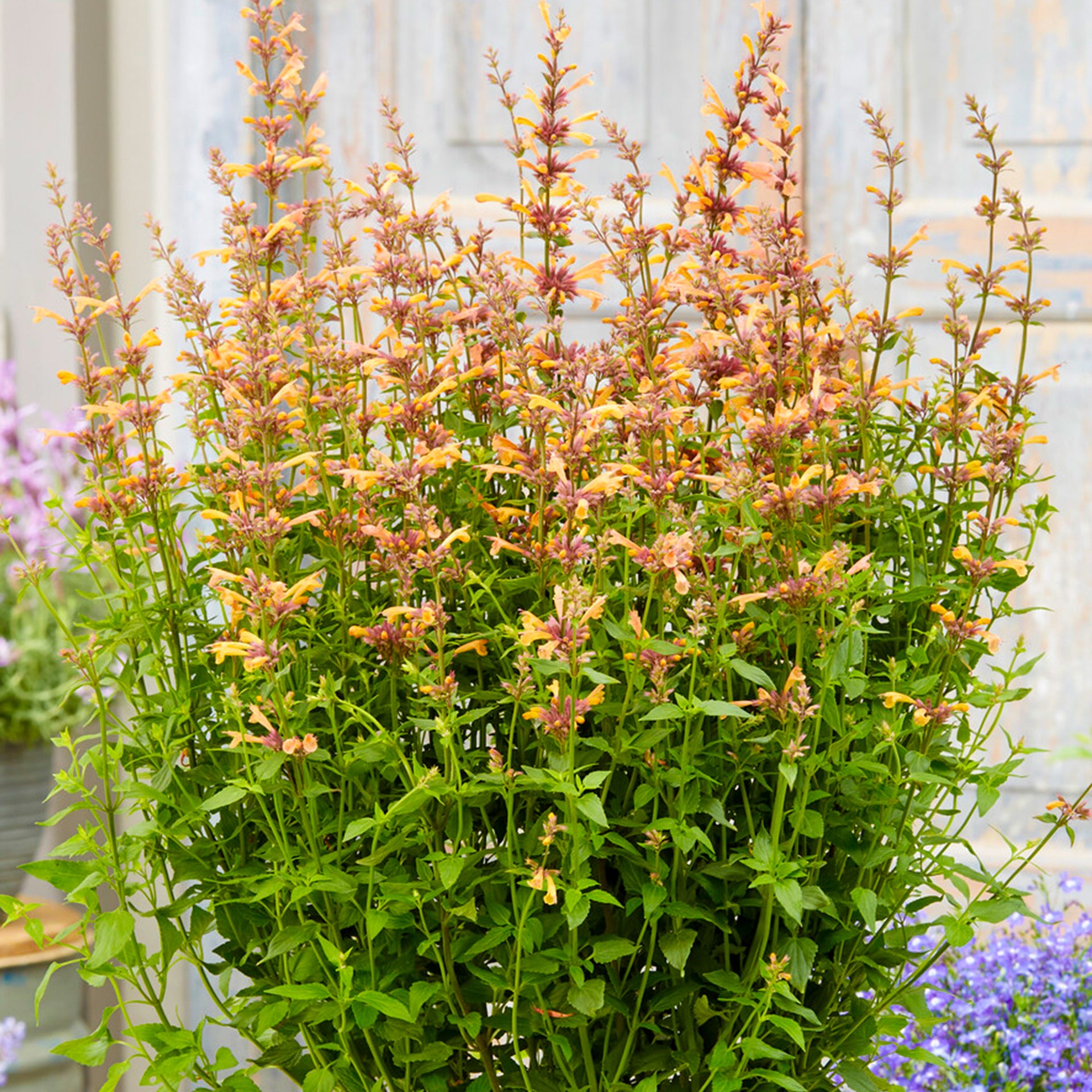 Agastache Mango Tango