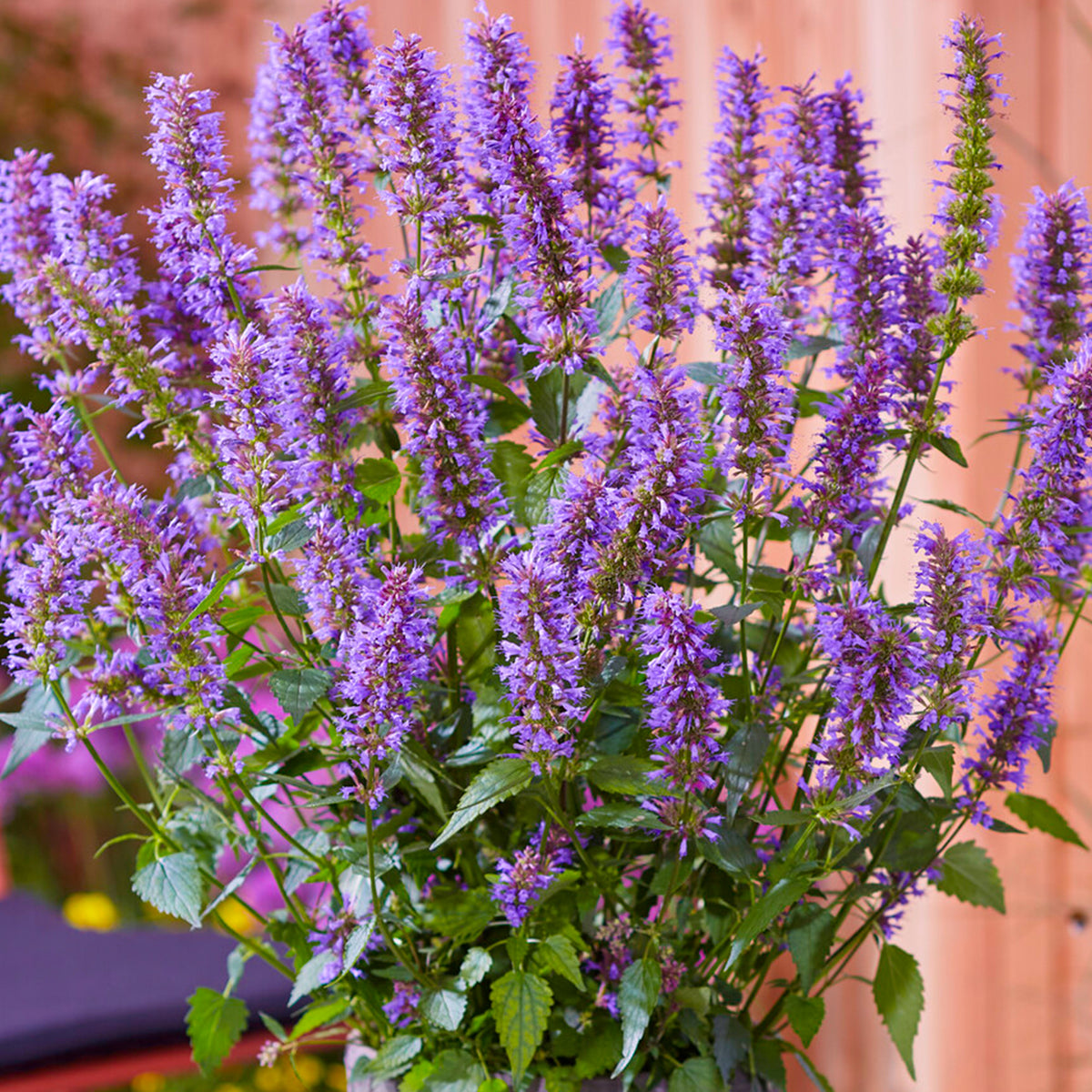 Agastache Purple Haze