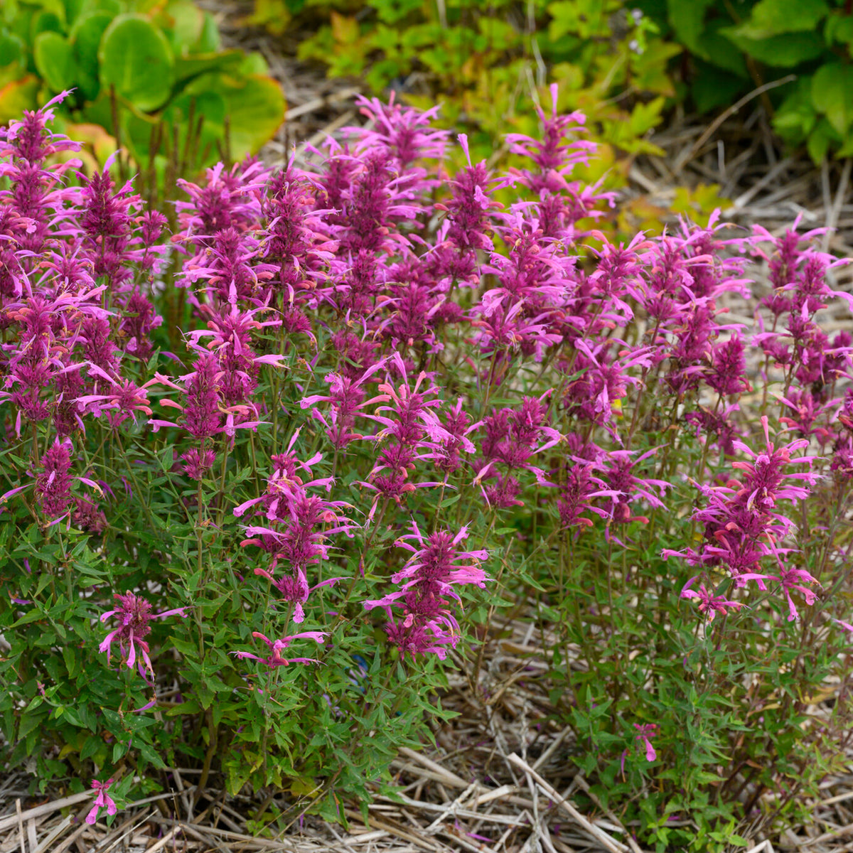 Agastache Rosie Posie