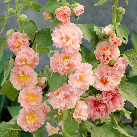 Alcea 'Chater's Double Apricot'