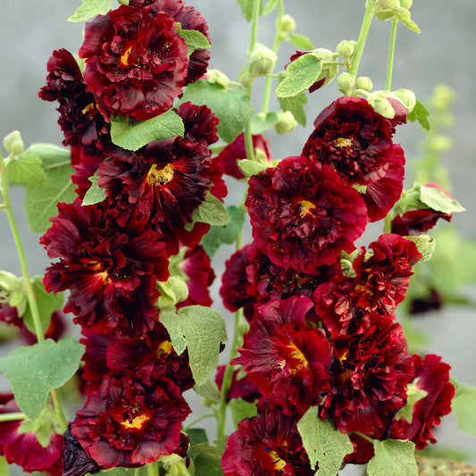 Alcea 'Chater's Double Purple'