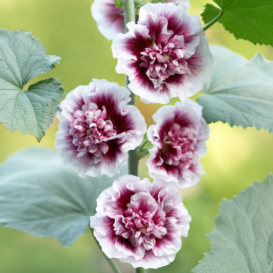 Alcea 'Creme de Cassis'