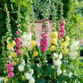 Alcea Double Garden Mix