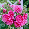 Alcea 'Double Rose'