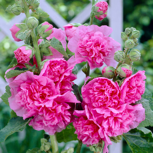 Alcea 'Double Rose'