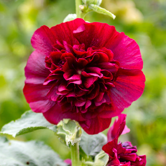 Alcea 'Double Scarlet'