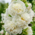 Alcea 'Double White'