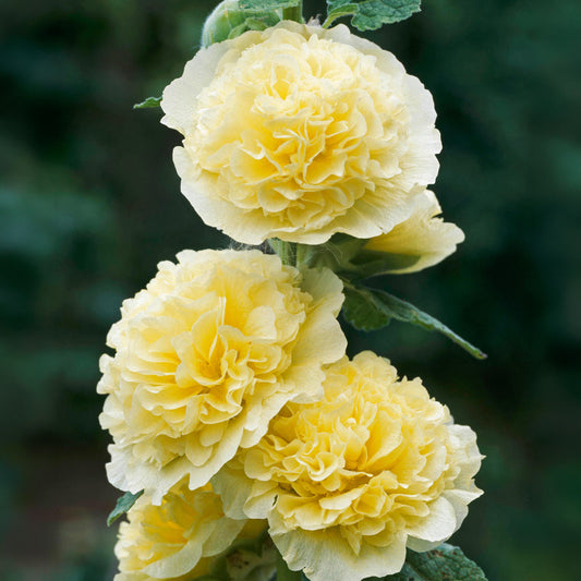 Alcea 'Double Yellow'