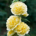Alcea 'Double Yellow'