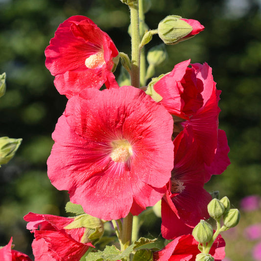 Alcea 'Mars Magic'