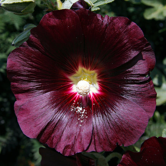 Alcea 'Nigra'