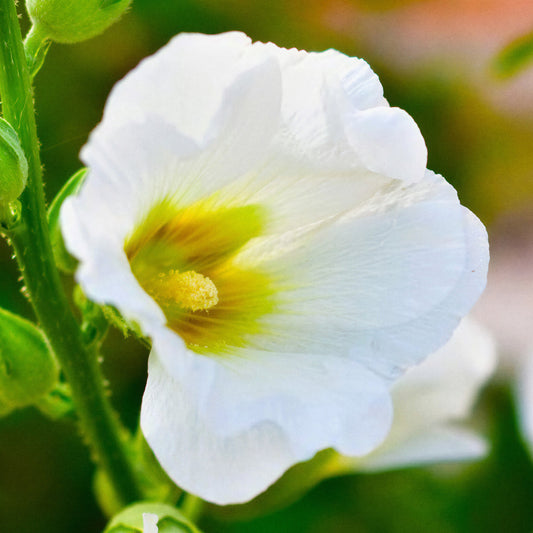 Alcea 'Polarstar'
