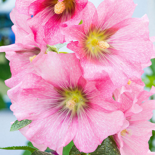 Alcea 'Radiant Rose'