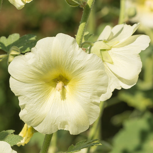 Alcea 'Sunshine'
