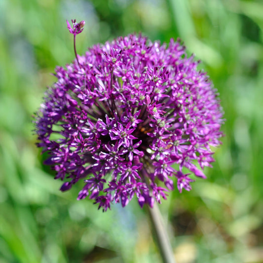 Allium 'Globemaster'