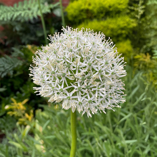 Allium 'Mount Everest'