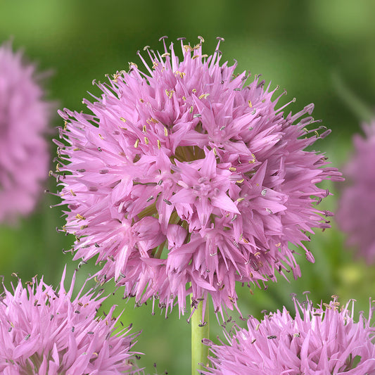 Allium 'Rosy Dream'