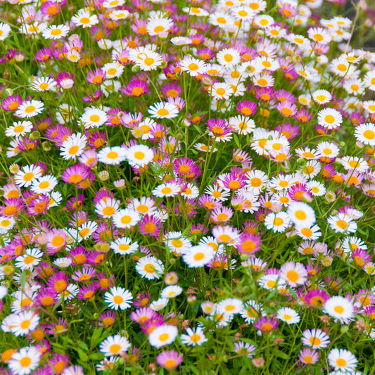 Erigeron 'Sea of Blossom' Carry Pack