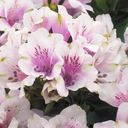 Alstroemeria Inticancha 'Moonlight'