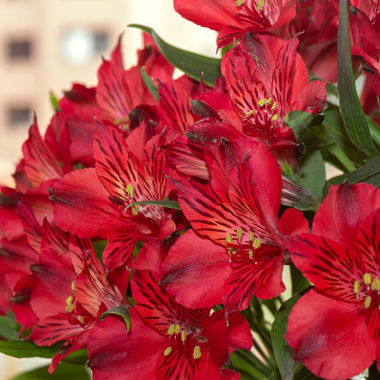 Alstroemeria Inticancha Red