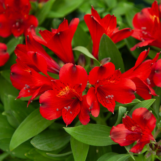Alstroemeria 'Valentino'