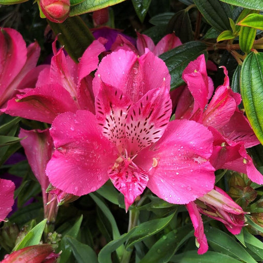 Alstroemeria 'Valletta'