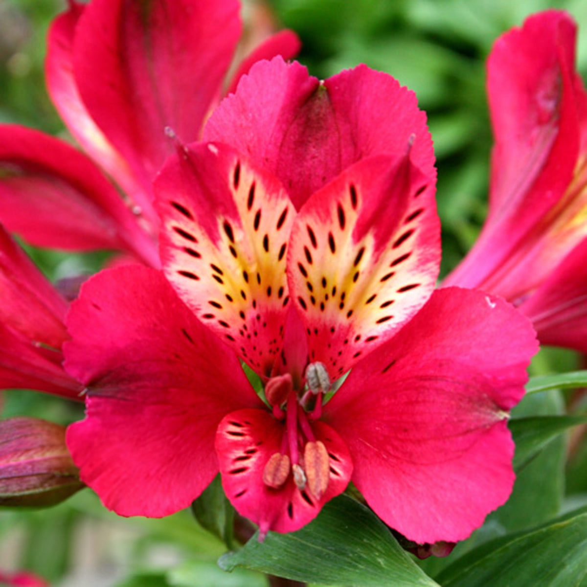 Alstroemeria Gaspard