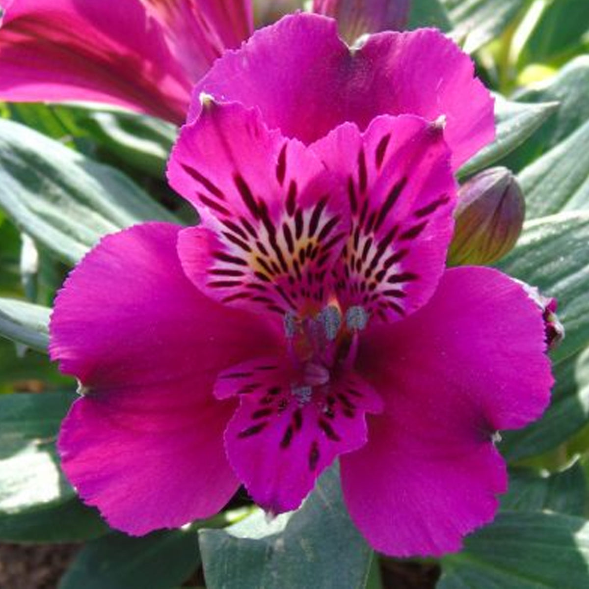 Alstroemeria Leonie