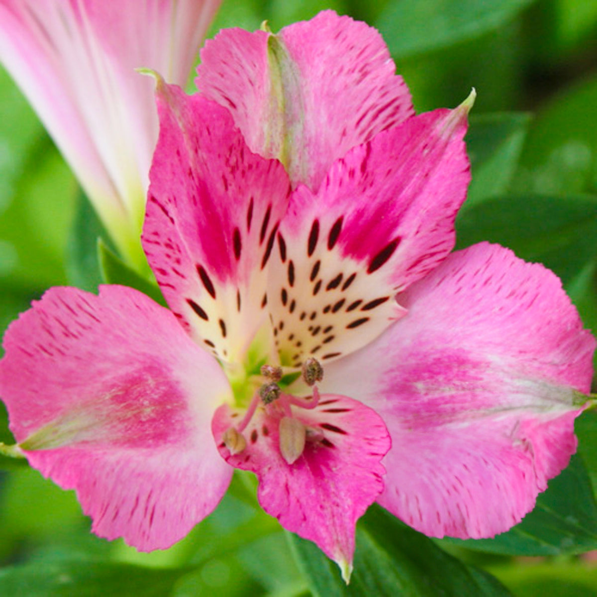 Alstroemeria Rosie