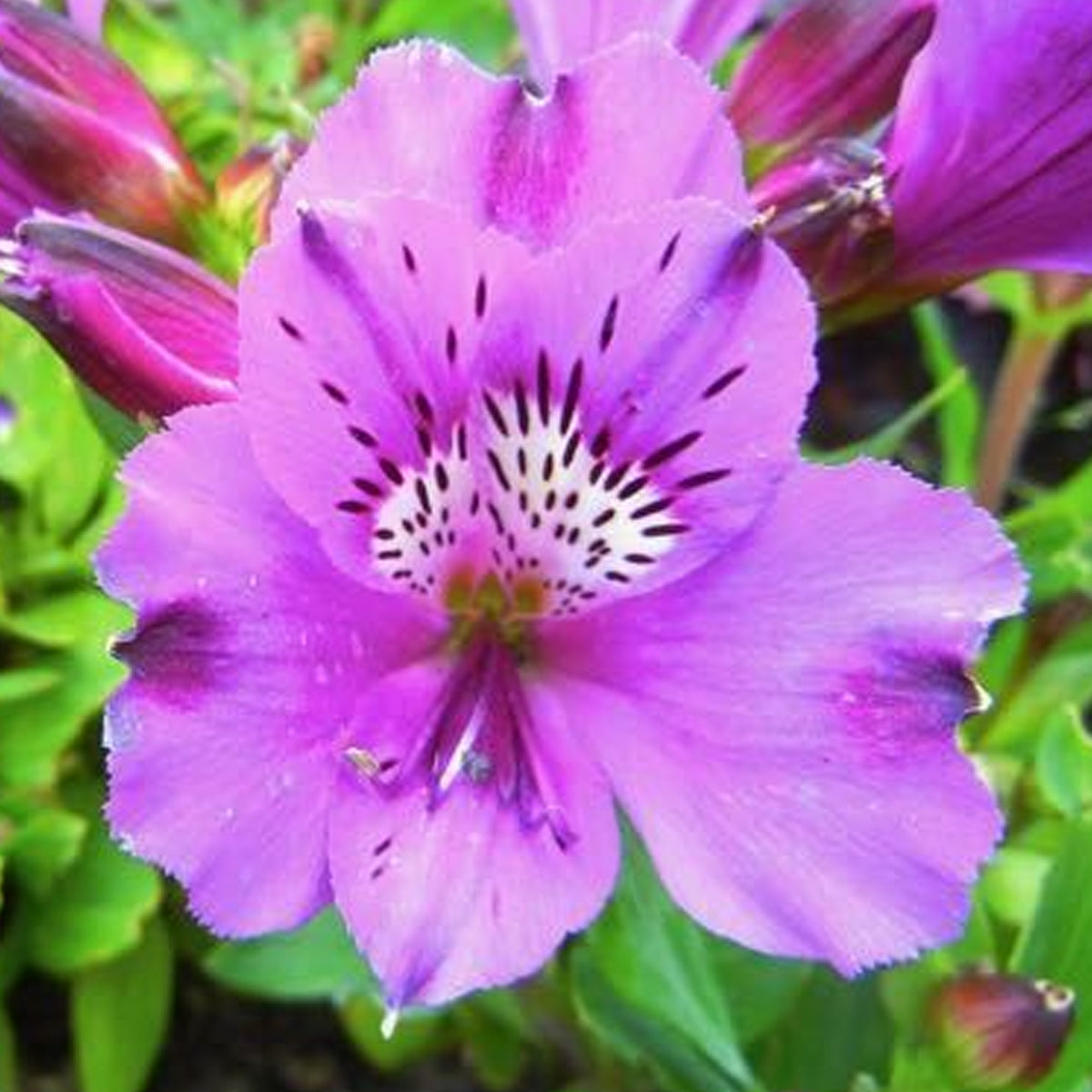 Alstroemeria Lucas