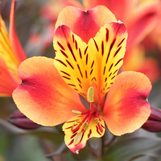 Alstroemeria 'Indian Summer'