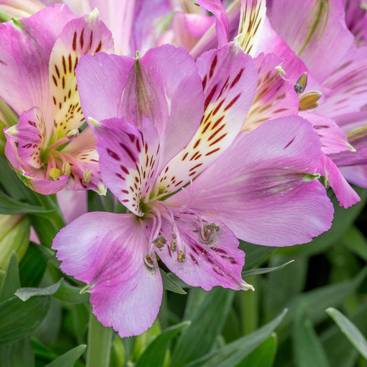 Alstroemeria Inticancha Liliana