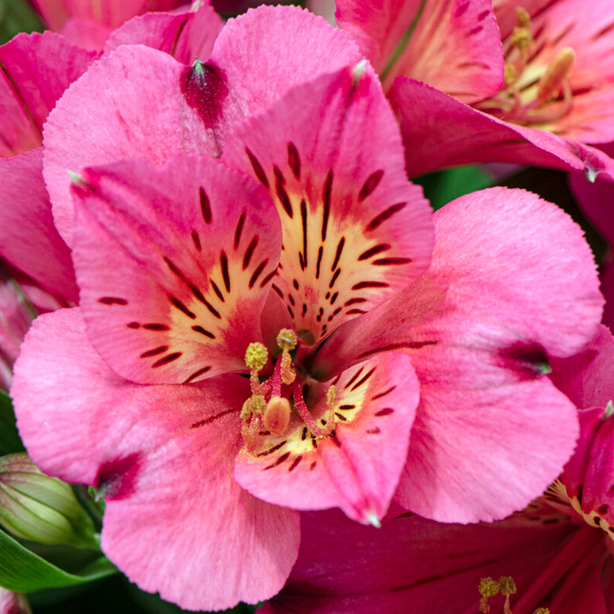 Alstroemeria Malaga