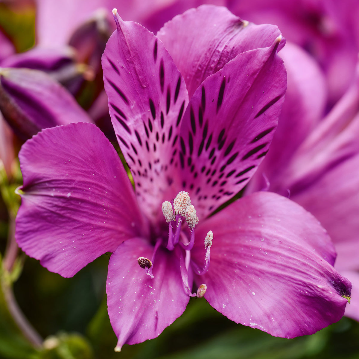 Alstroemeria Paraiso