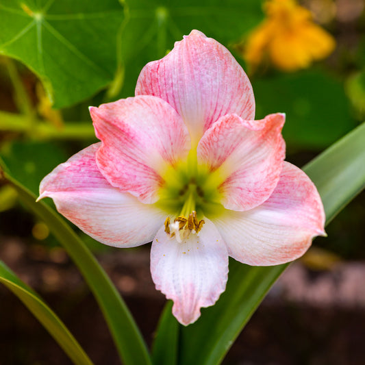 Amaryllis 'Apple Blossom'