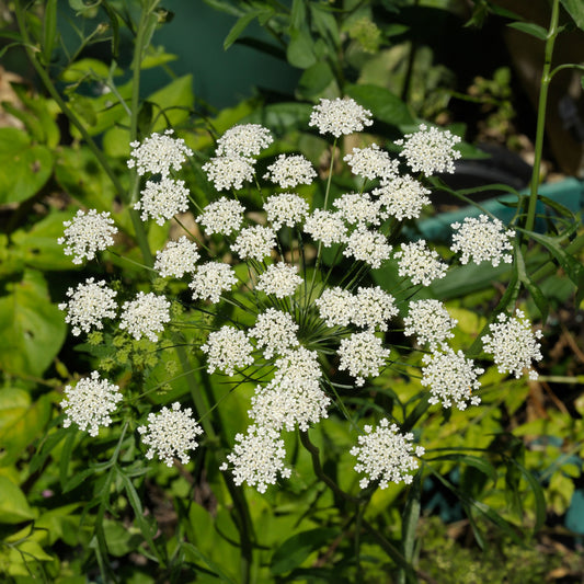 Ammi majus
