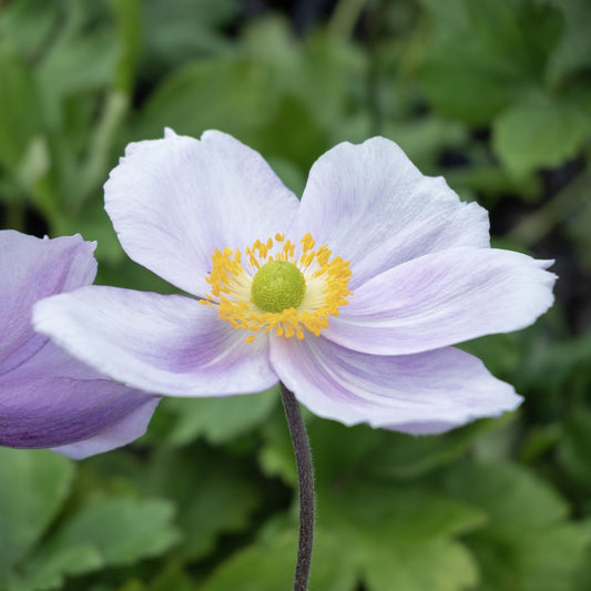 Anemone 'Regal Swan'