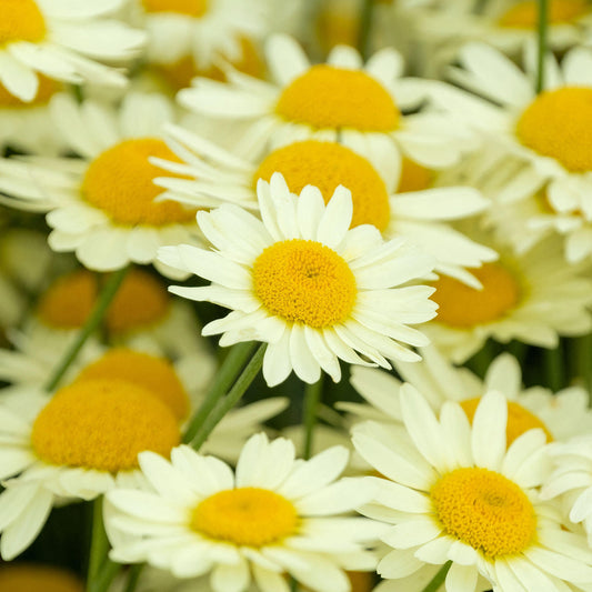 Anthemis 'E.C Buxton'