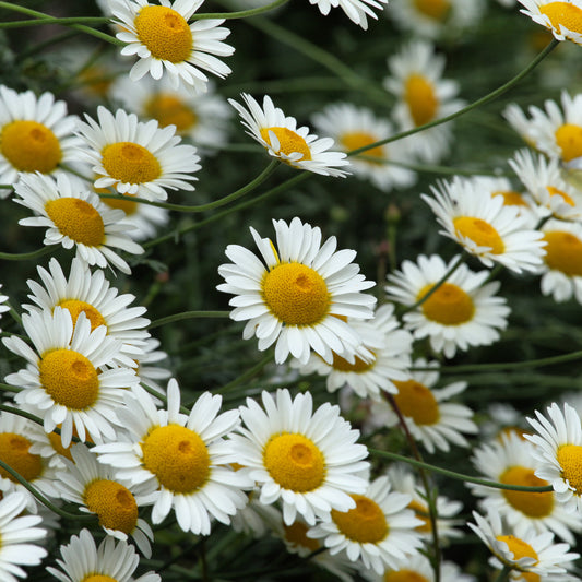 Anthemis 'Sauce Hollandaise'