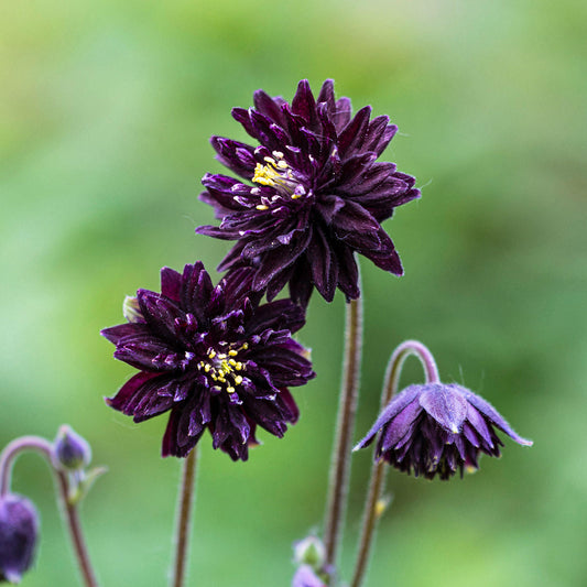 Aquilegia 'Black Barlow'