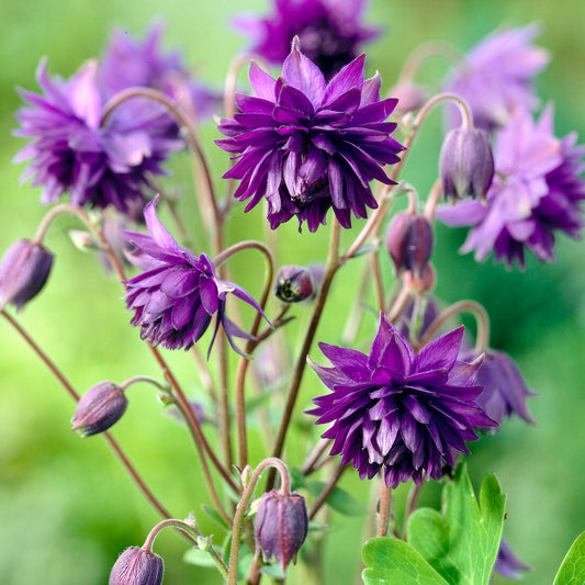 Aquilegia 'Blue Barlow'