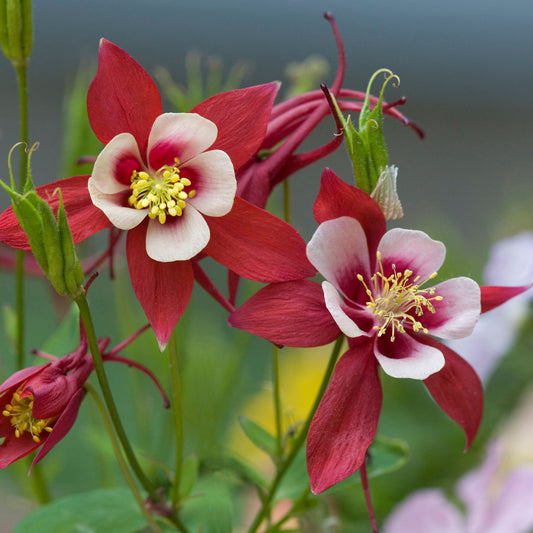 Aquilegia 'Crimson Star'