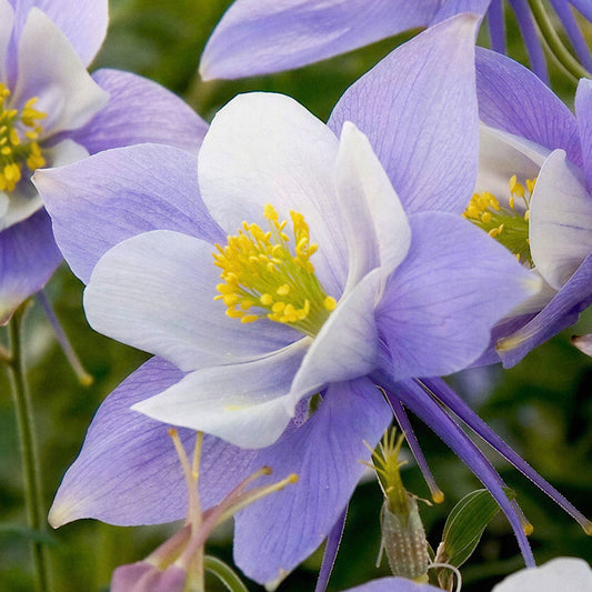 Aquilegia 'Heavenly Blue'