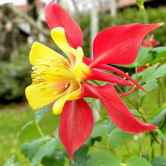 Aquilegia 'Koralle'