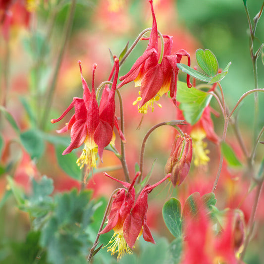 Aquilegia 'Little Lanterns'