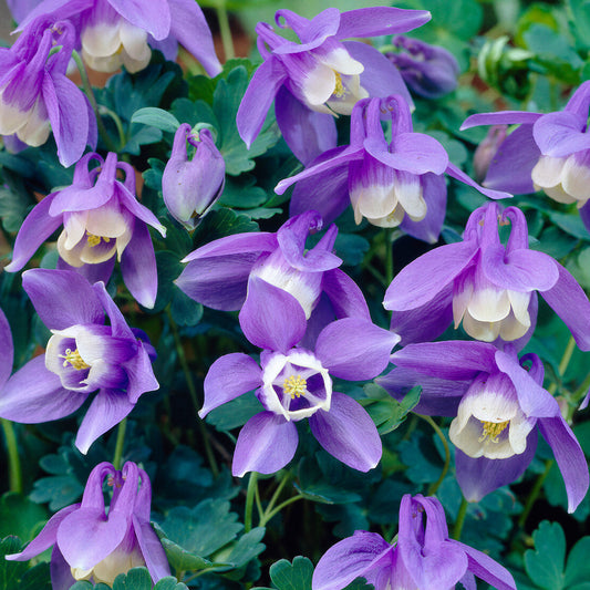 Aquilegia 'Ministar'