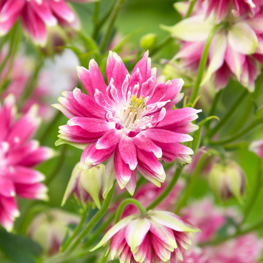 Aquilegia 'Nora Barlow'